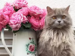 Тези невероятни котки ще ви омагьосат с красотата си