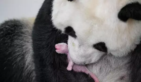 Докосващи снимки на майчината любов при животните