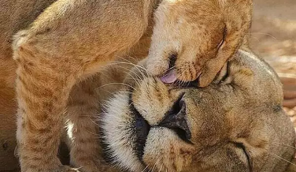 Докосващи снимки на майчината любов при животните