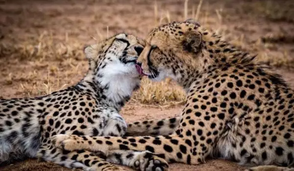 Най-романтичните целувки между животните ще разтопят сърцето ви (СНИМКИ)