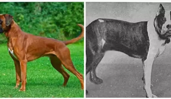Вижте как са се променили 12 известни породи кучета в последните 100 години