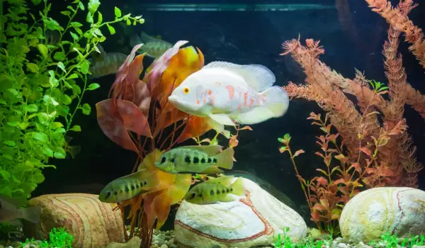 Вреди и ползи от охлювите в аквариума