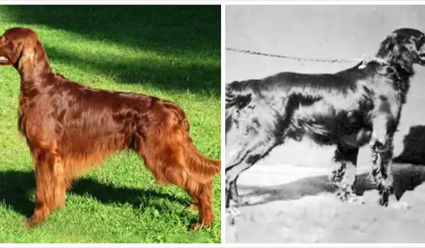 Вижте как са се променили 12 известни породи кучета в последните 100 години