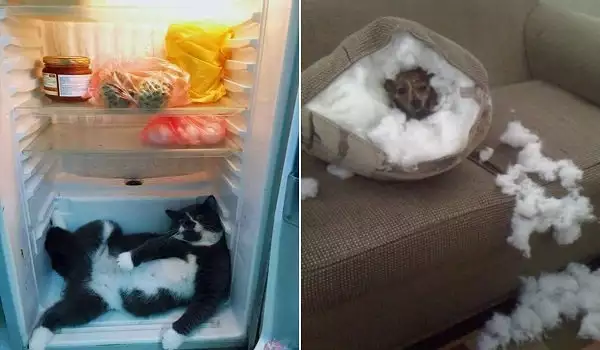 Най-добрата смехотерапия! Тези щури котки гонят депресията (ГАЛЕРИЯ)