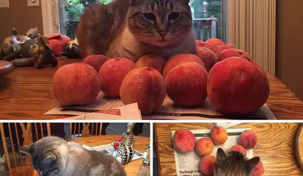 Странната котка Ози, която обожава прасковите