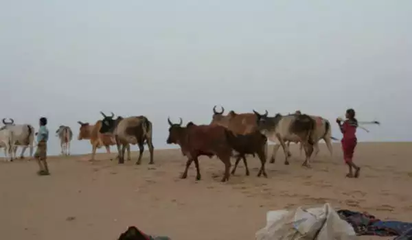Любопитните факти за Сахара, които ще ви изумят