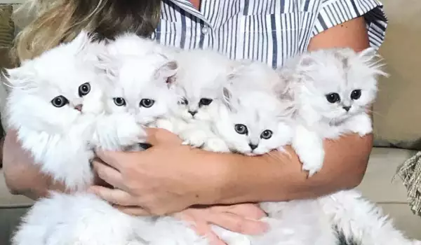 Тези невероятни котки ще ви омагьосат с красотата си